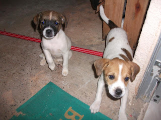 cachorrinhas adotadas