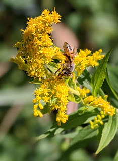 bee on goldenrod