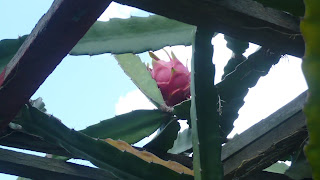 picture of Dragon Fruit that is almost ready for Harvest