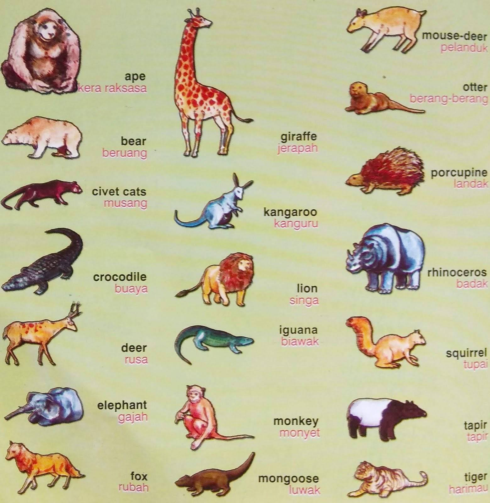 Gambar Gambar Hewan Dan Namanya Dalam Bahasa Inggris