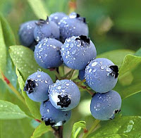 mengecilkan perut buncit dengan blueberry