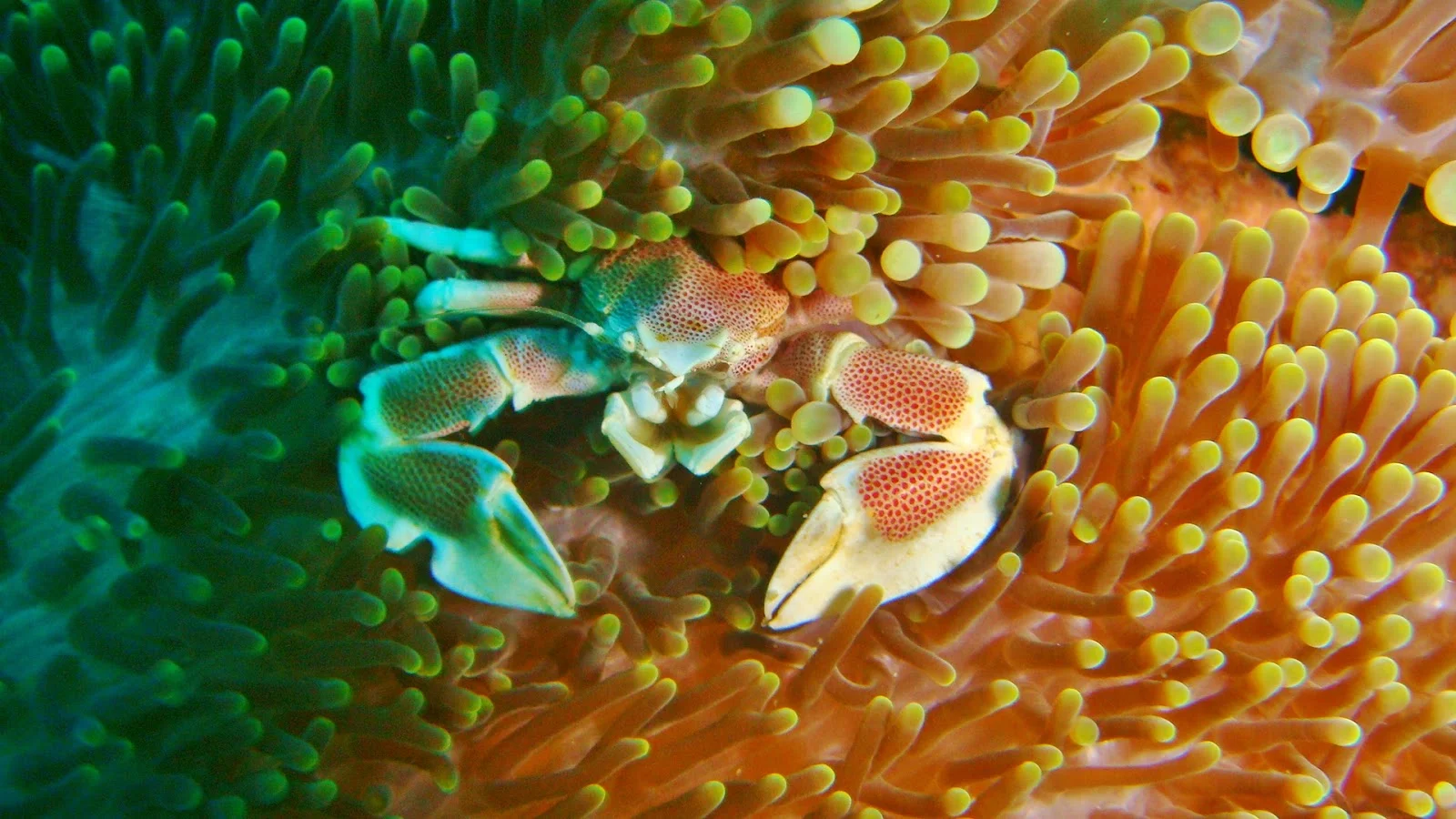 Anemone crab at Shark point