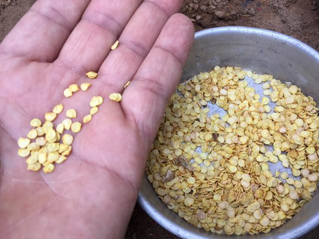 Ornamental pepper seeds require moisture and warmth to break their dormancy and sprout.