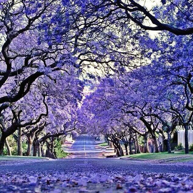 Jacarandas walk Johannesburg South Africa