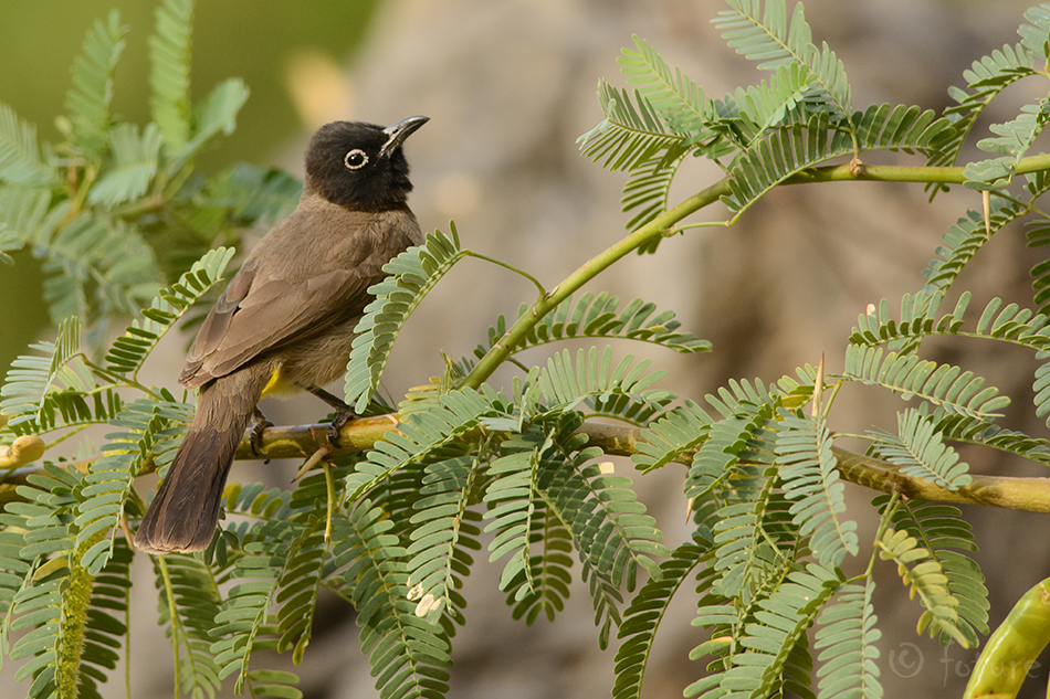 Araabia bülbül, Pycnonotus xanthopygos, White-spectacled Bulbul, eyed, Yellow-vented, Black-capped