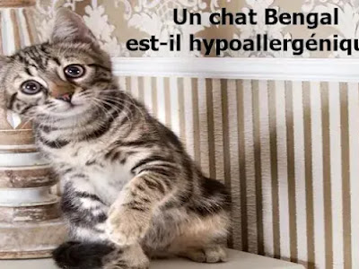 [Le plus préféré] chat hypoallergénique bengal 372278
