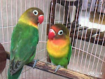 Foto Gambar Burung Love Bird Dakocan Hijau