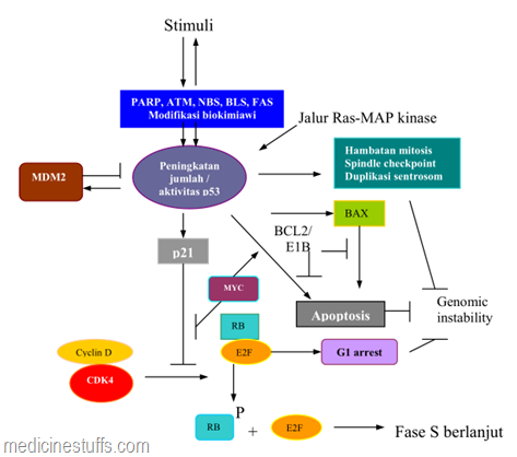 komponen-jalur-sinyal-p53