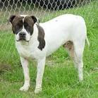 Alapaha Blue Blood Bulldog Breed Information