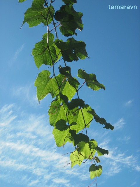 Виноград амурский (Vitis amurensis)