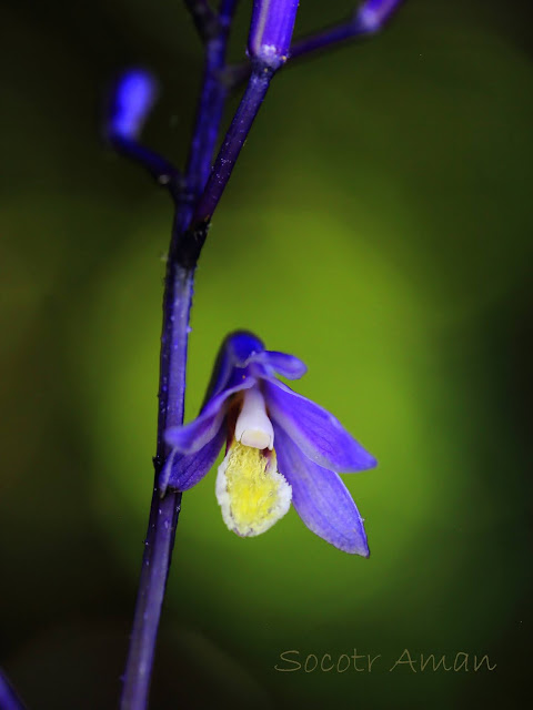 Lecanorchis japonica