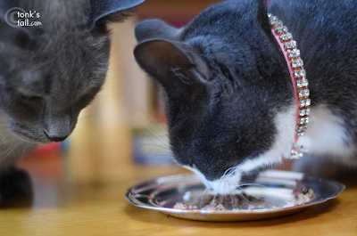 Girlcats do NOT share their favorite foods.