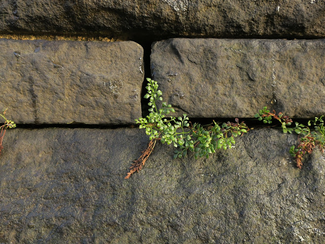 Delicate plant with dark green leaves growing in cracks between stones in a wall in West Yorkshire.