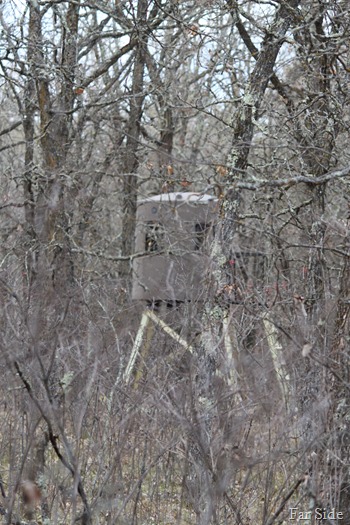 Monster in the woods