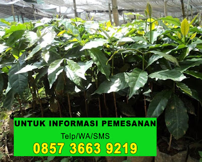 Jual Bibit Kopi Robusta Terbaik