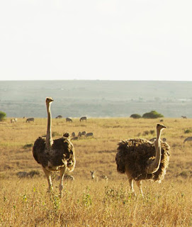 nairobi national park নাইৰোবি নেচনেল পাৰ্ক