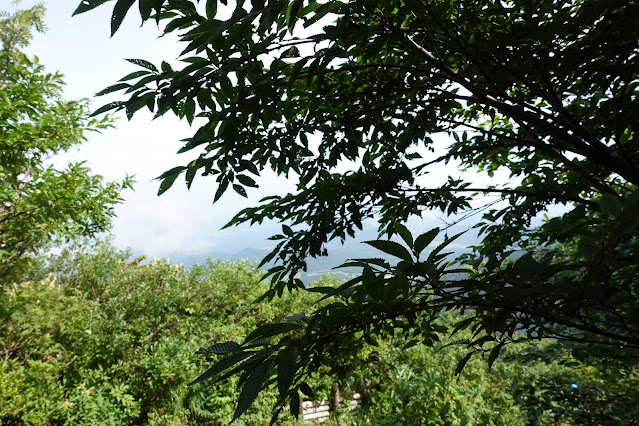 8月の大山夏山登山道