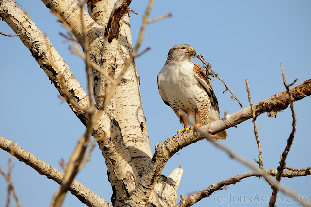 Adult Ferruginous Hawk with new nesting material (c) John Ashley