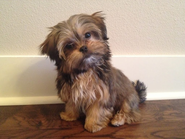 "Adorable Shorkie dog with a fluffy coat and a sweet expression, showcasing the endearing mix of Shih Tzu and Yorkie traits."