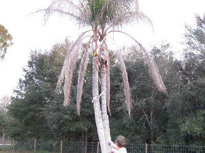 plarn, garland, Festivus Tree