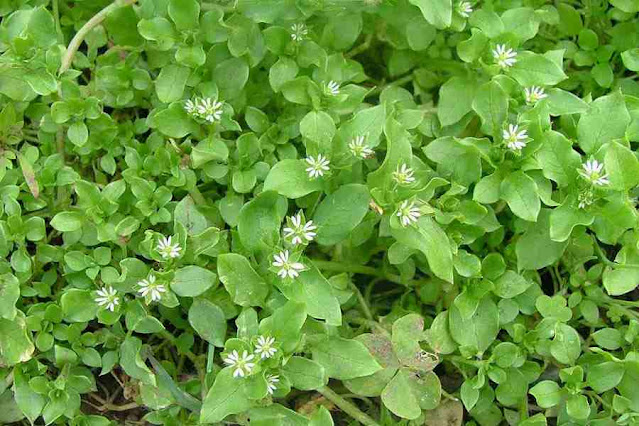 Armale jhar (STELLARIA MEDIA)