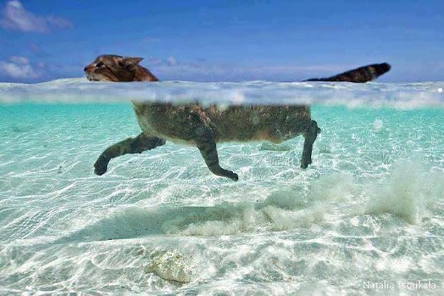 swimming cat