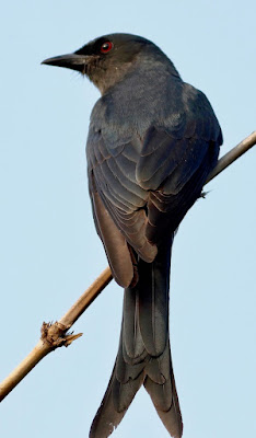 "Ashy Drongo - Dicrurus leucophaeus, with it's piercing red eyes perched on a bamboo shoot."