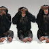 5 Ekor Monyet