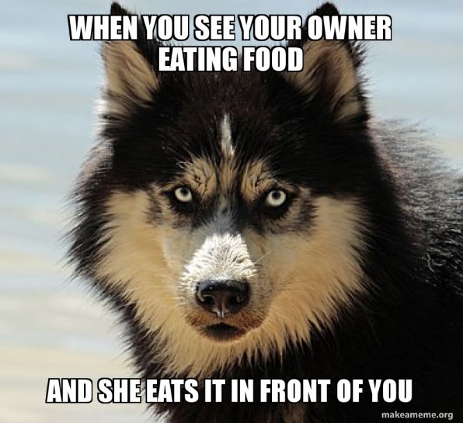 When she eats it in front of you! - Funny Dog Memes, pictures, photos, images, pics, captions, jokes, quotes, wishes, quotes, SMS, status, messages, wallpapers.
