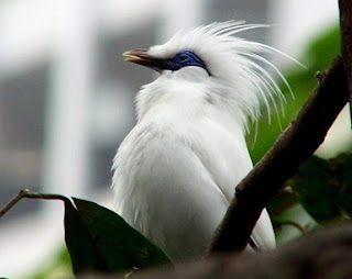 Ternak Burung Jalak