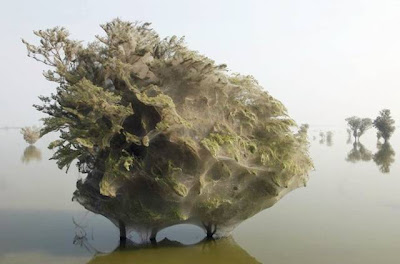 Trees Cocooned in Spiders Webs