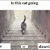 Este gato ¿está subiendo o bajando las escaleras?