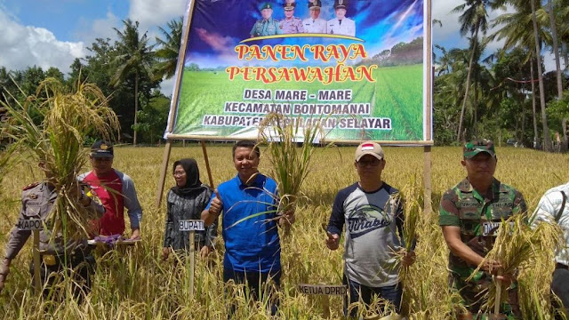 Bupati Ikut Panen Raya, Padi Di Desa Mare-Mare 