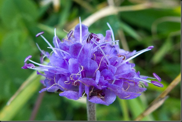 Devil's Bit Scabious