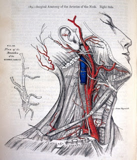 Illustration of large arteries and veins in the neck; Henry Vandyke Carter