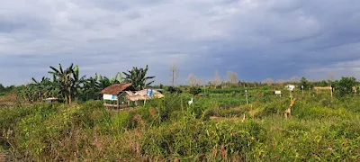 Lahan gambut yang telah diolah menjadi lahan perkebunan