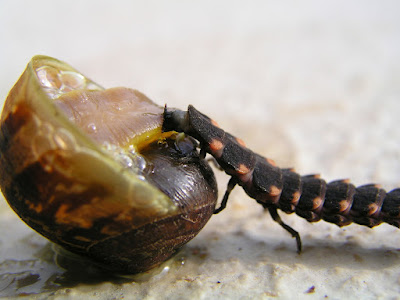 snails Deseases and Pests