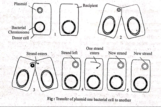 Replication & Recombination in plasmids