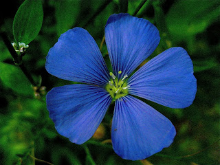 زهور زرقاء-Blue flowers