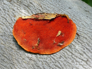 Trametes cinnabarina - Tramète cinabre - Polypore cinabre 