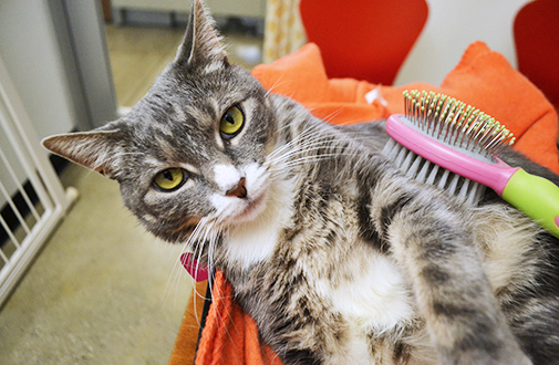 how to take care of a cat