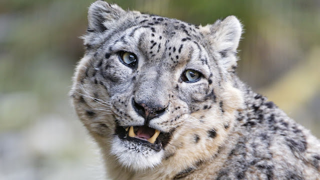 Wallpaper Snow Leopard, Big Predator