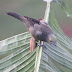 #Bird Sobre la hoja de la mata de platano