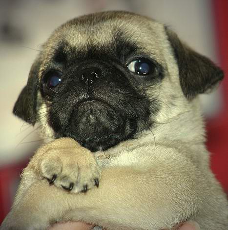 Cute little baby pug dog image