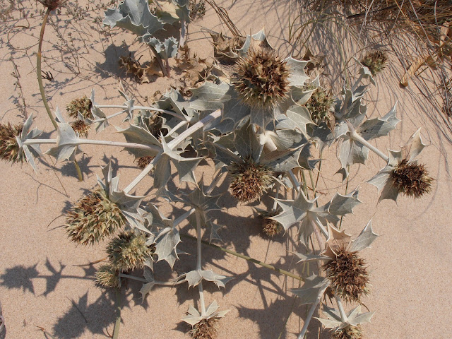 CARDO MARÍTIMO: Eryngium maritimum