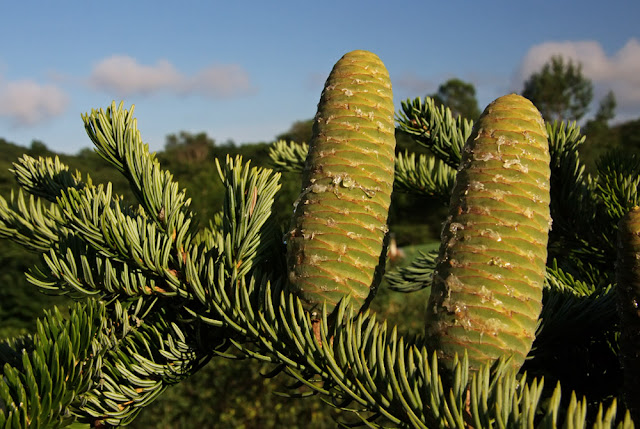 Пихта цельнолистная / Пихта чёрная (Abies holophylla)