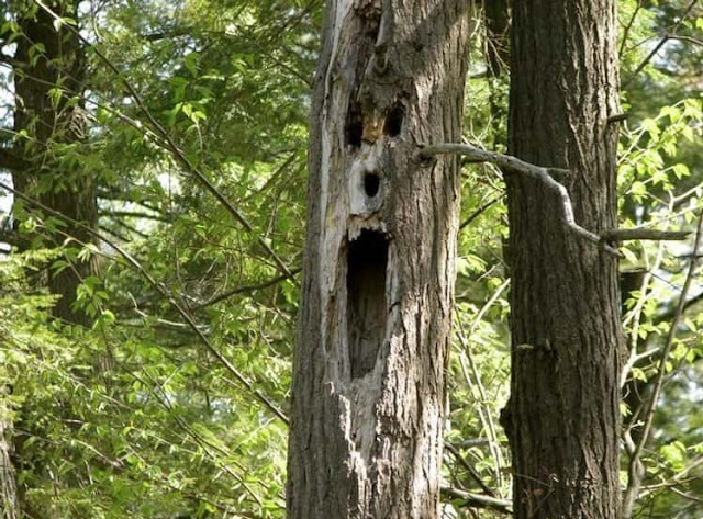 Un tronco di un albero incrinato e perforato che ha preso la forma di un uomo urlante
