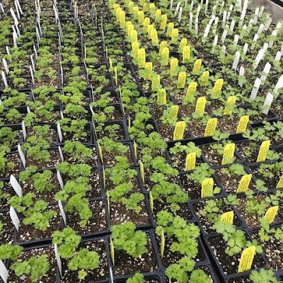 Rows of different varieties of parsley seedlings in small black pots ready to be planted