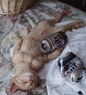 Cats Will Sleep Anywhere 29