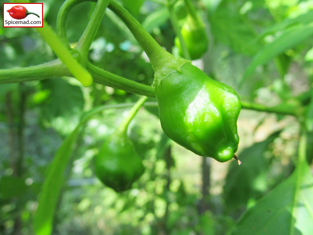 Aji Rainforest - 1st August 2019